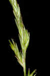 Bome-like sedge